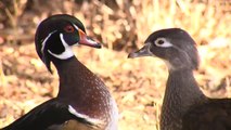 La conservación y la recuperación de las aves, los objetivos a cumplir en su día mundial