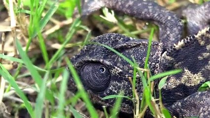 Yolda bulduğu bukalemunu doğaya bıraktı - MUĞLA