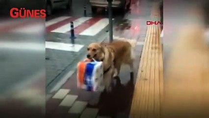 Karamel isimli köpek sahibinin yükünü işte böyle hafifletti