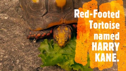 My Red-Footed Tortoise (Harry Kane) -