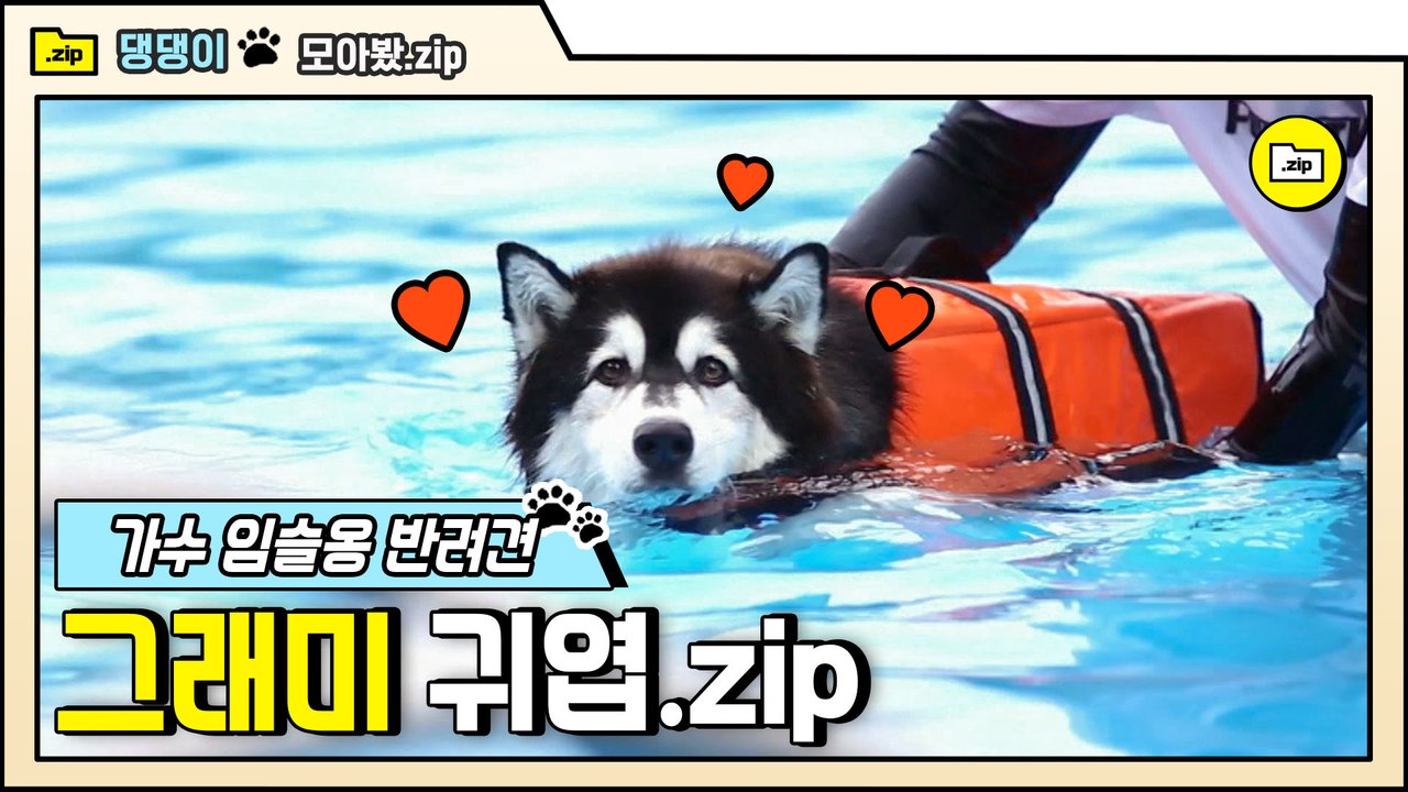 [#모아봤zip] 진짜 폭 안기고 싶은 커여움...♥ 견생 첫 수영까지 작고(?) 소듕한 그래미 보러가실게요~ | #대화가필요한개냥 | #Diggle