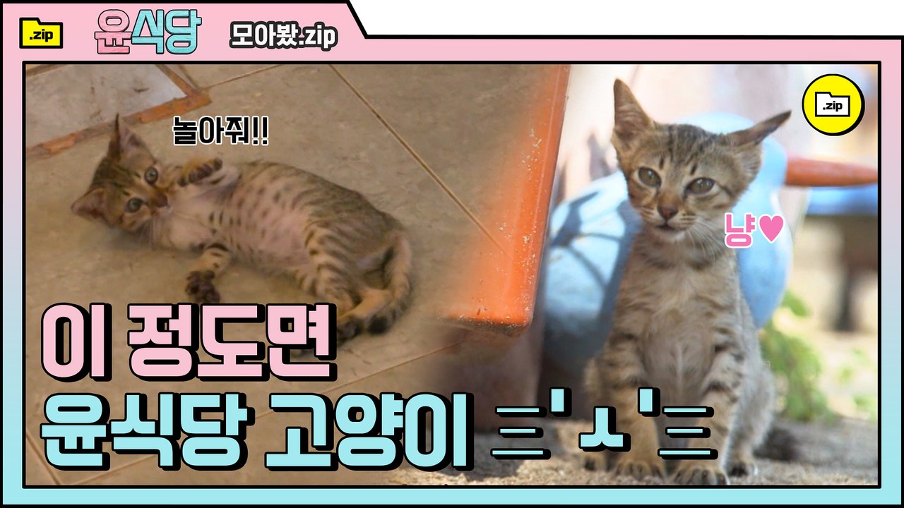 [#모아봤zip] 발리 냥이들은 다들 개냥인가요? ♡ 너 내 집사가 되어라 세상 뽀짝한 냥이들.zip | #윤식당 | #Diggle