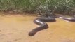 Regardez la taille de l'anaconda qu'ils ont croisé dans une rivière au brésil