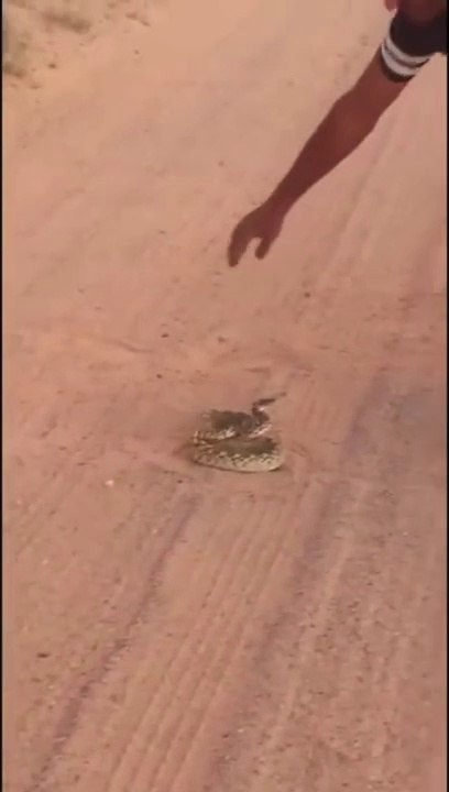 Lui il n'a vraiment pas peur des serpents venimeux! Courageux...