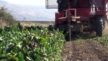 Şeker Pancarı Hasadında Yüksek Verim Yüzleri Güldürdü