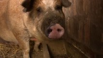 Schweinepest in Ungarn - auch Haus- und Nutztiere in Gefahr?