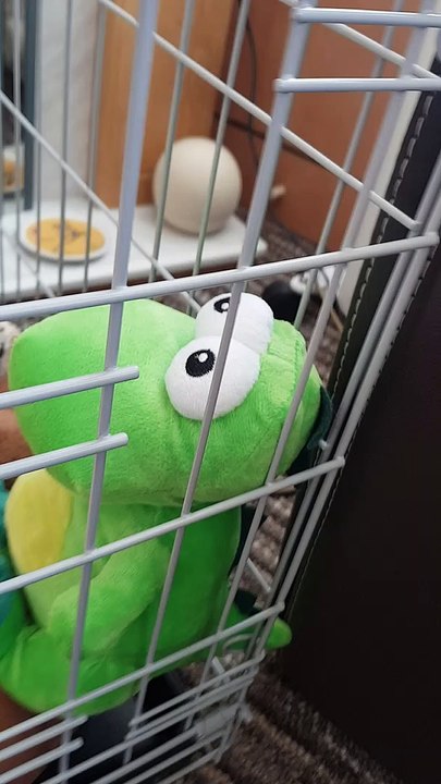 Dog sees new dog for first time from Wales!