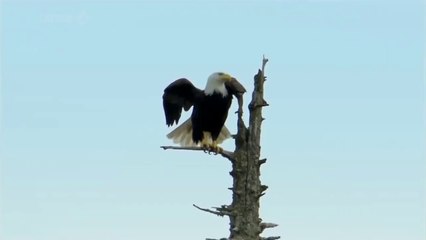 Bald  Eagle   نسر الأصلع يصطاد عن طريق الانقضاض على لأسماك من سطح البحيرة