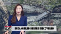 Long-horned beetle larva found in S. Korea's Gangwon-do Province for first time in 46 years