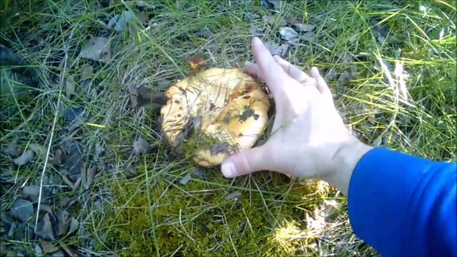 MCH 209 MORE GIANT MUSHROOMS RED DEER ALBERTA CANADA WALKING PATH.