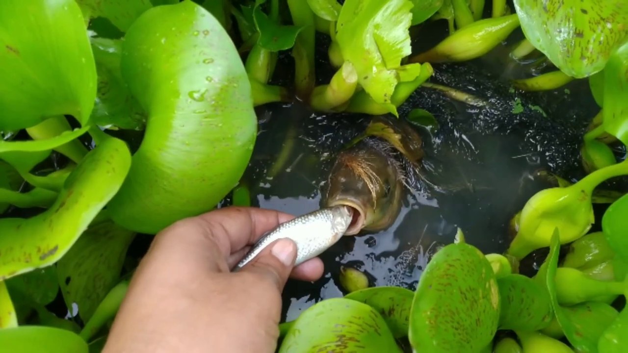 Big fish catch with small  fish 02