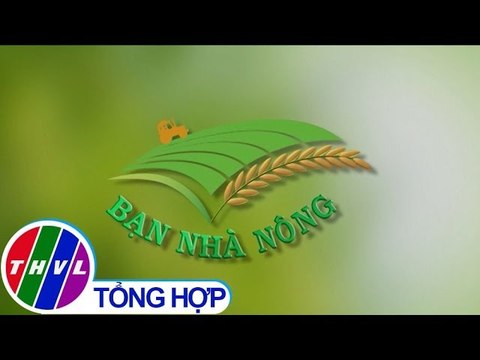 THVL | Bạn nhà nông - Kỳ 184: Chăm sóc vườn cây sau thu hoạch