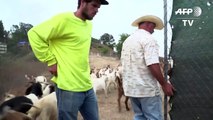Klimawandel in Kalifornien: Mit Ziegen gegen Waldbrände