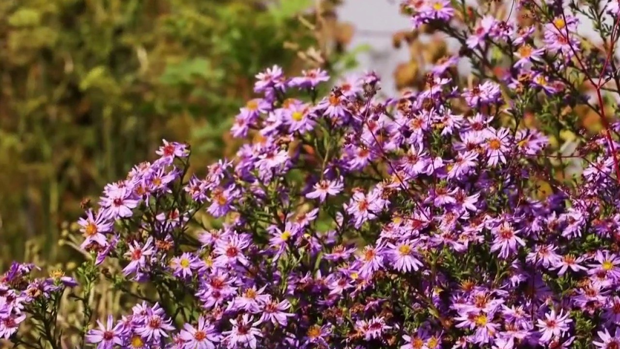 Jardin - Made in Normandie