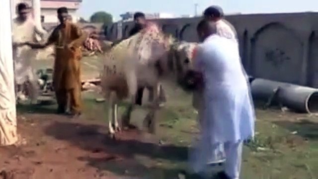 Cow Qurbani | Funny Compilation of Cow Running in Karachi Road | Eid Ul Adha 2018 & 2019