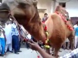 Qurbani Of Camel Part 1 | 2019 | Eid - e - Qurban