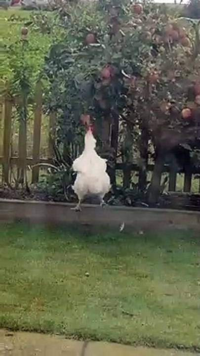 Poulet vs Pomme
