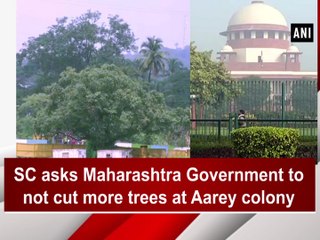 SC asks Maharashtra govt to not cut more trees at Aarey colony
