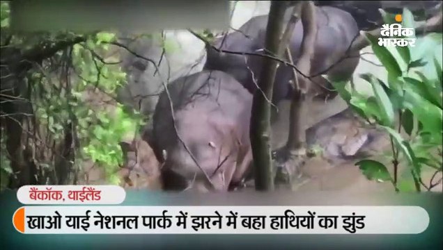 बच्चे को बचाने की कोशिश में झरने में 6 हाथियों का मौत