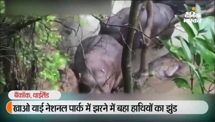 बच्चे को बचाने की कोशिश में झरने में 6 हाथियों का मौत