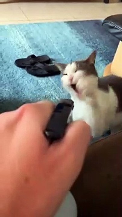 La façon dont ce chat esquive sa punition est géniale
