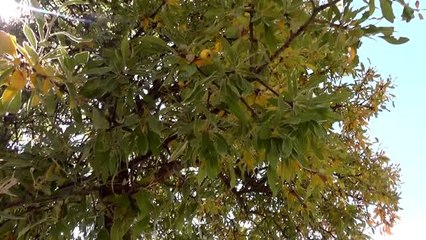 Ovacık'ta güz renkleri göz kamaştırıyor