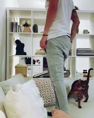 Un chat qui rate son saut, impossible ?