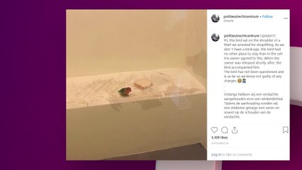 Pays-Bas  un petit perroquet placé en garde à vue pour vol à l’étalage