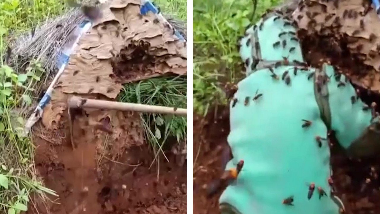 Ils vont à la recherche de larves de frelon-géant pour le dîner