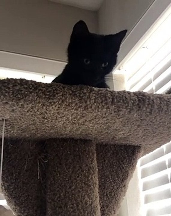 Le miaulement de ce chat est unique au monde ! AMAZING !