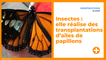 Insectes : elle réalise des transplantations d’ailes de papillons