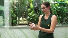 Große Astmantis zieht ins Haus der Schrecken