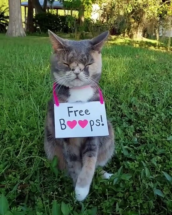 Appel à adoption : Ce magnifique félin cherche une famille d'accueil aimante