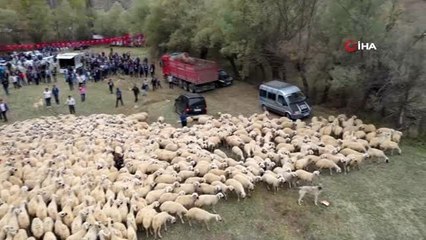 Sivas'ta renkli görüntülere sahne olan "koç katım töreni" havadan görüntülendi