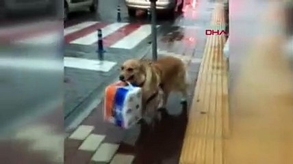 Yardımsever köpek 'Karamel'