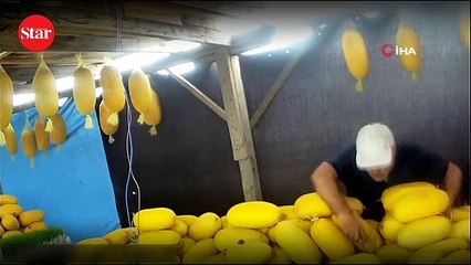 Komşusuna zarar vermek için kavunlarını bıçakladı