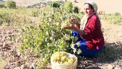 Üzümün cevizle buluştuğu gelenek: 'Cevizli sucuk'