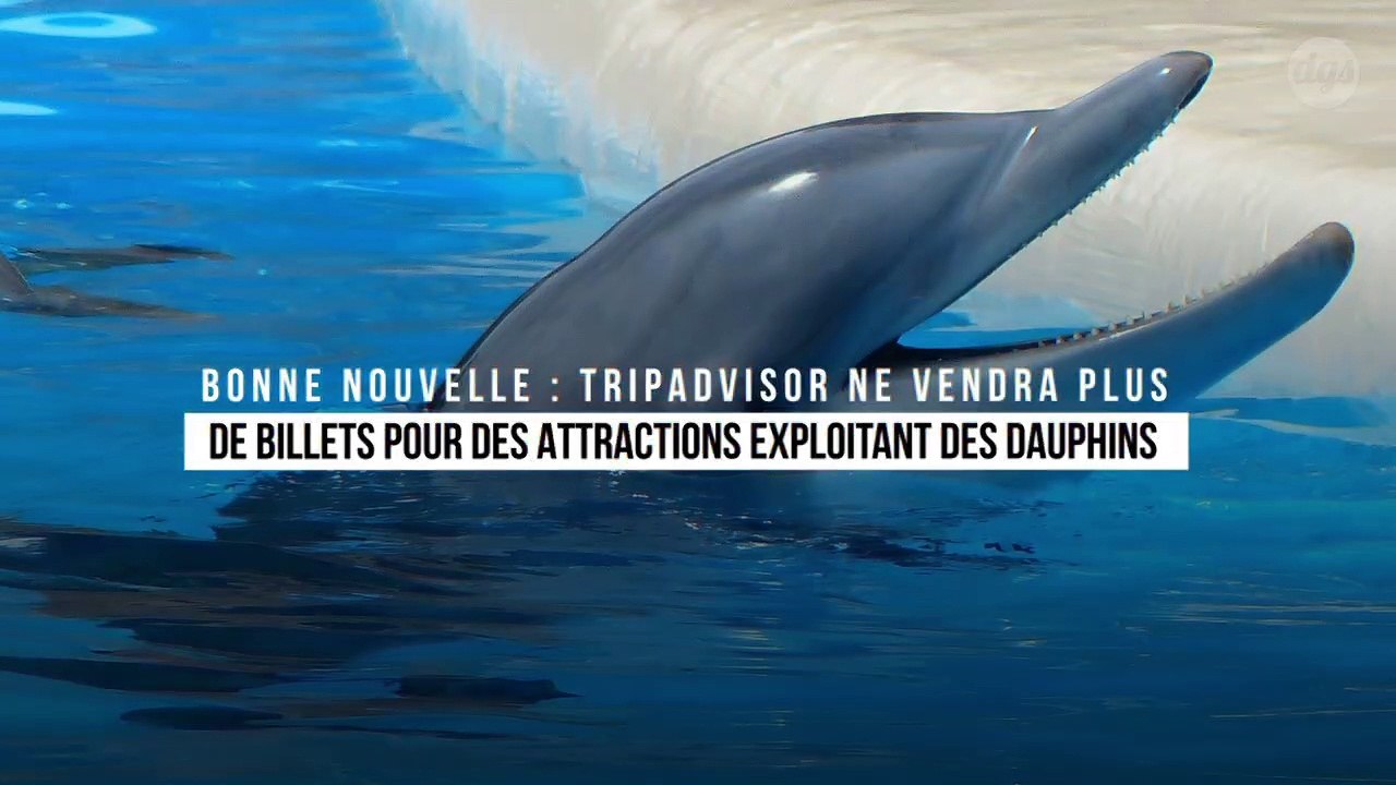 TripAdvisor ne vendra plus de billets pour des attractions exploitant des dauphins