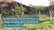 PlantGrowPick Tips for Planting Davidson Plum Plant