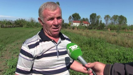 Dëmet e pesticideve/ Fermerët në Fier: Përdorim i gabuar dhe cilësia e keqe
