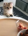 Ce chaton reçoit sa nourriture, mais lorsqu'il commence à manger, regardez bien sa réaction