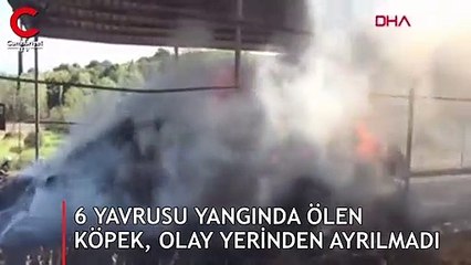 6 yavrusu yangında ölen köpek, olay yerinden ayrılmadı