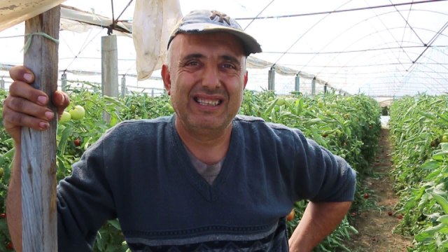 Fermerët hedhin domatet/ Nuk shitet prodhimi i vjeshtës në Myzeqe