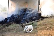 6 yavrusu yangında telef olan köpek, olay yerinden ayrılmadı