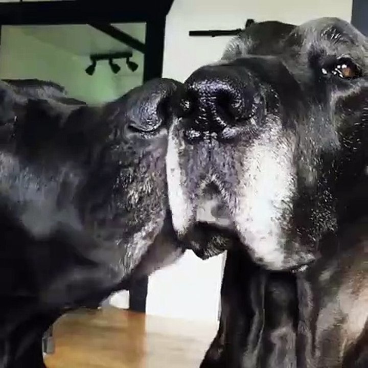 Belle histoire d'amour ! Ce chien est probablement le toutou le plus affectueux au monde! Regardez comme il aime donner des calins.