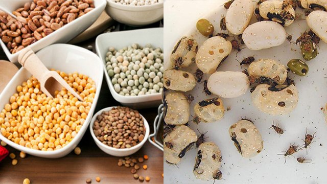 दाल में नहीं लगेंगे कीड़े, अपनाएं ये टिप्स | How to protect pulses from insects | Boldsky