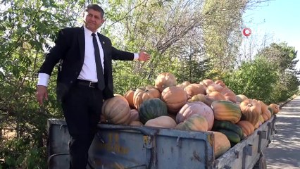 Tanesi 60 kilograma kadar ulaşan bal kabağında pazar sıkıntısı
