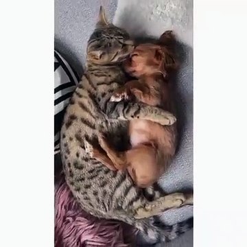 La réaction de ce chat envers ce chien vous fera fondre de tendresse !