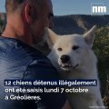 Des chiens détenus illégalement saisis dans un élevage sauvage à Gréolières