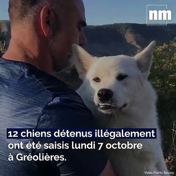 Des chiens détenus illégalement saisis dans un élevage sauvage à Gréolières